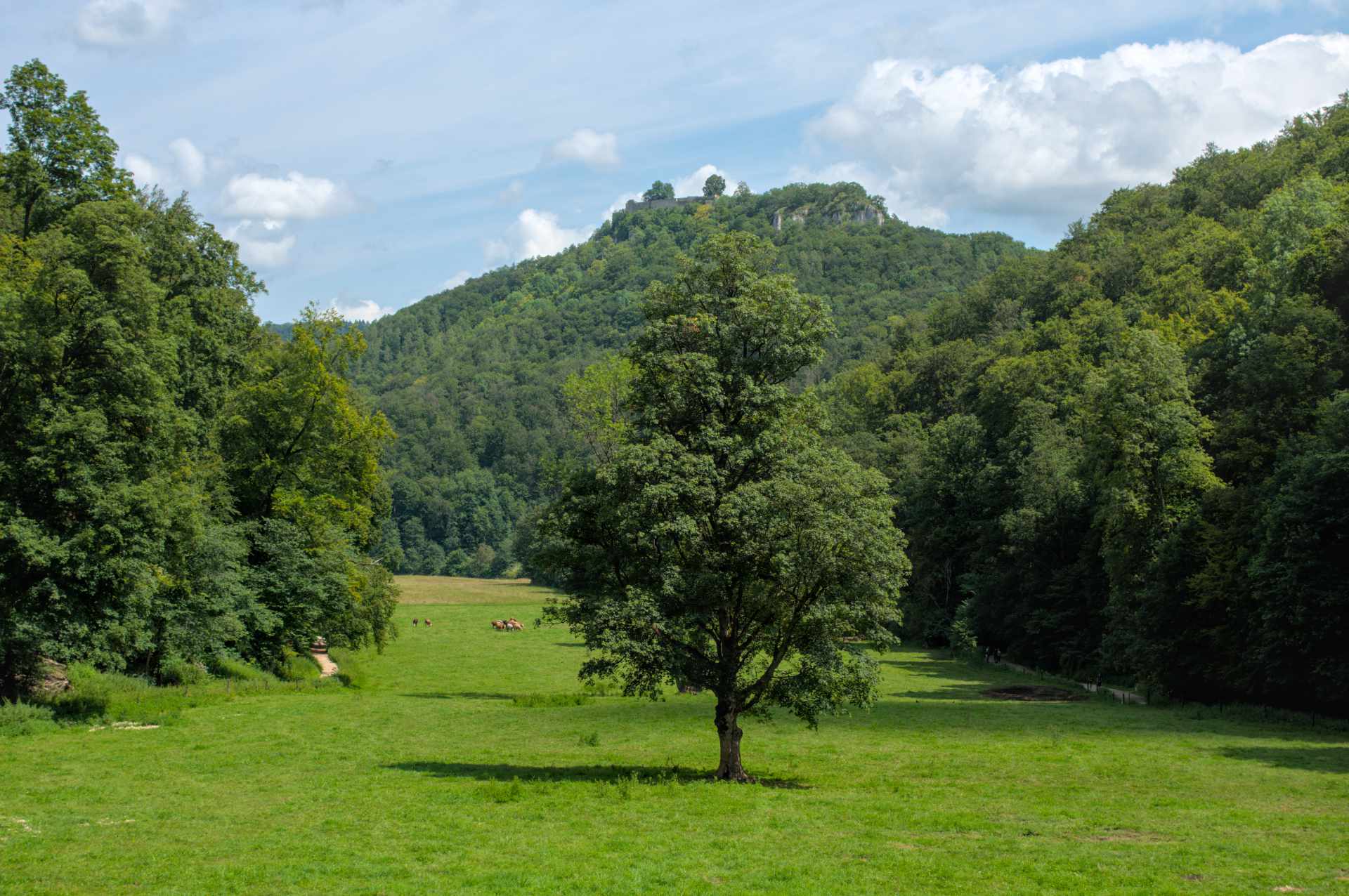 Schönes Tal in bergiger Landschaft, rechts und links umringt mit Bäumen, in der Mitte steht auf einer großen grünen Wiese ein einzelner Baum, dahinter weidende Kühe