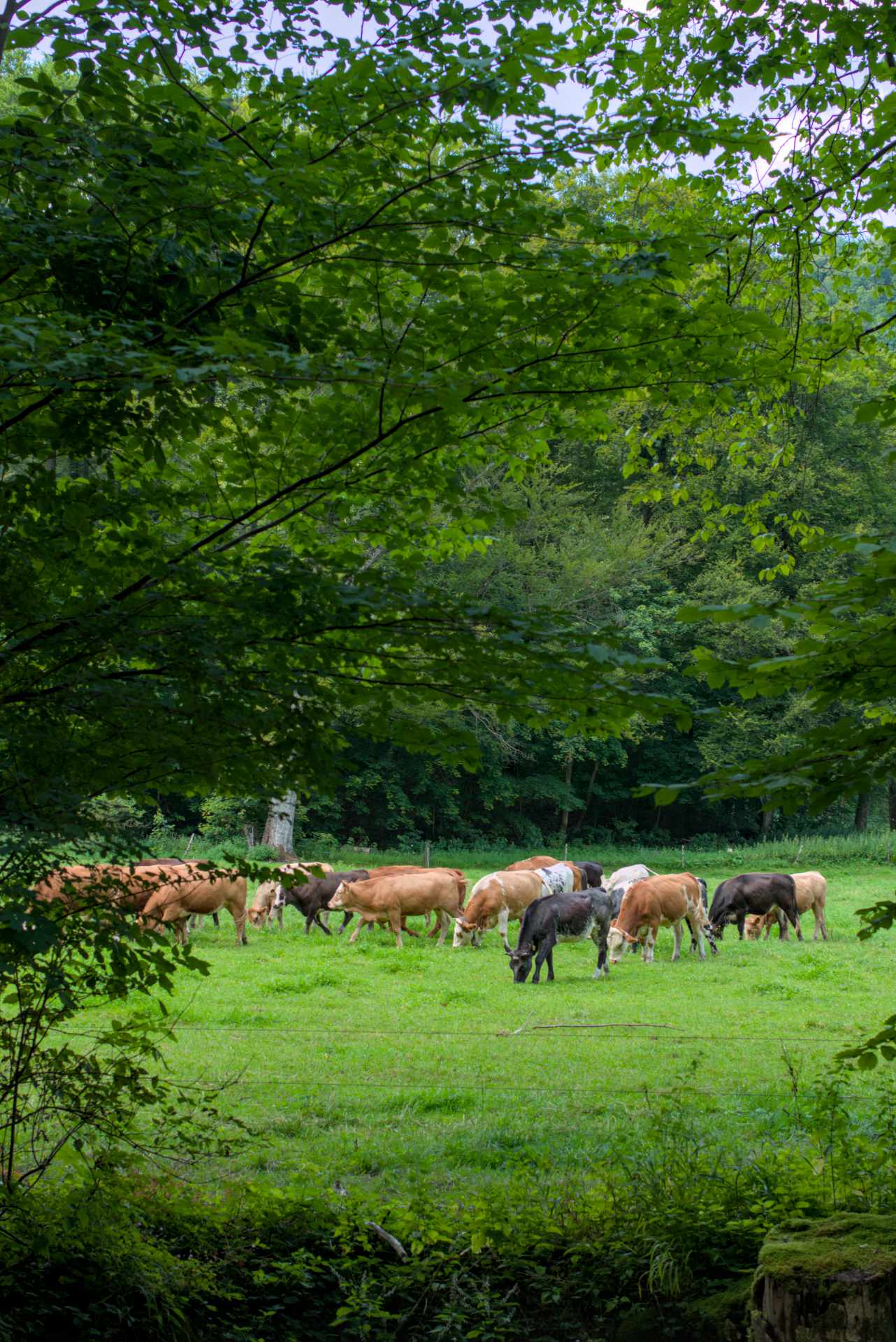 Wiese, von Bäumen umringt, darauf weidende Kühe (braun, schwarz und hell)